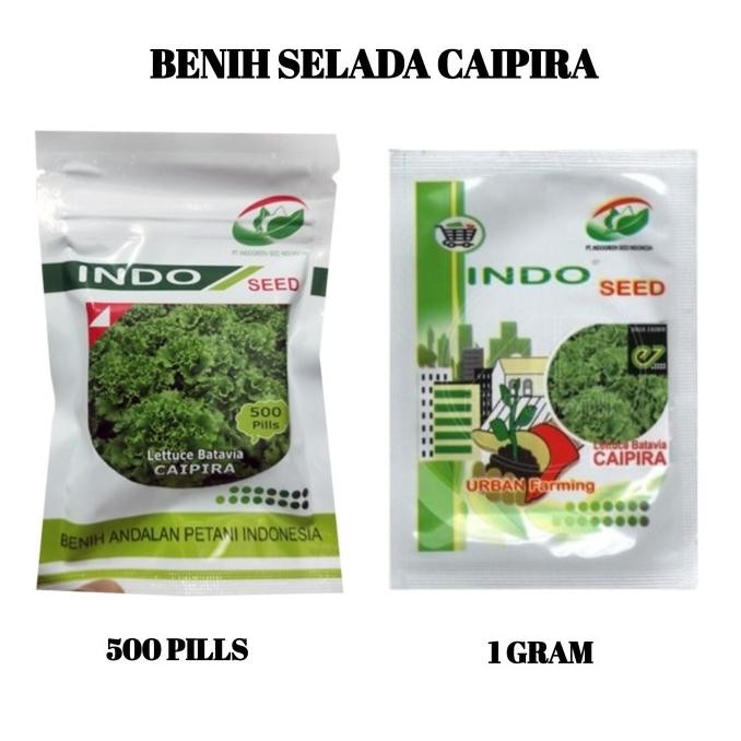 Benih Bibit Selada Caipira Batavia Lettuce Biji Indo Seed Hidroponik