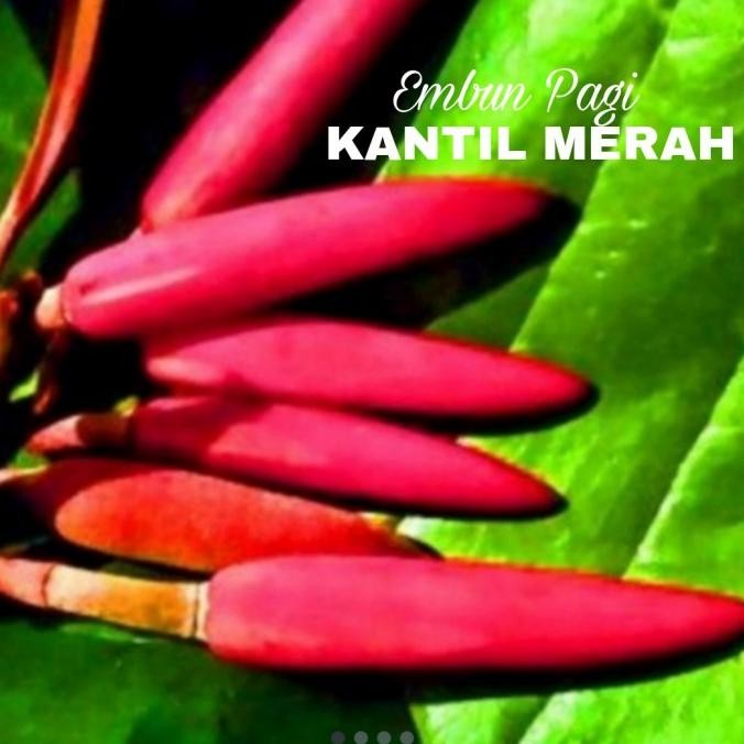 Bibit Pohon Bungga Cempaka Merah atau Kantil Merah Asli