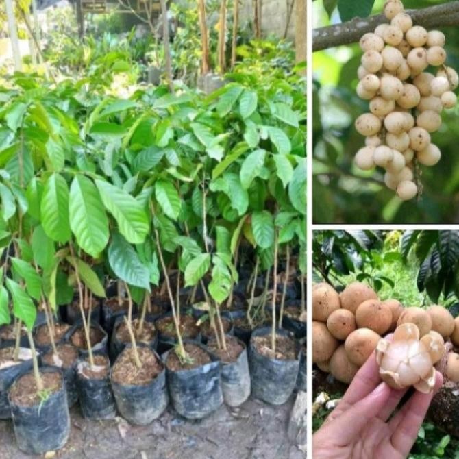 PREMIUM bibit tanaman buah duku palembang duku tanpa biji super genjah