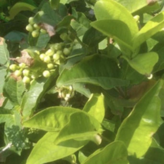 PREMIUM Tanaman buah jambu air madu deli hij - sudah berbuah