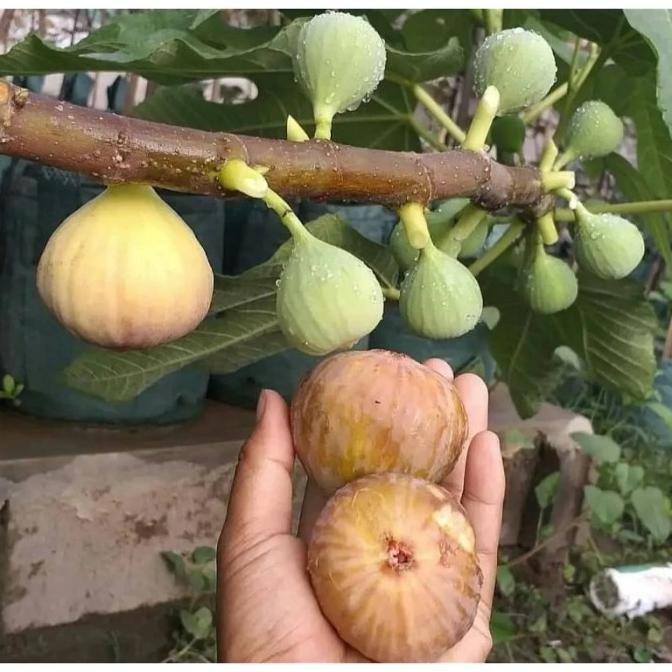 PREMIUM tanaman buah tin /tanaman buah tin siap tanam