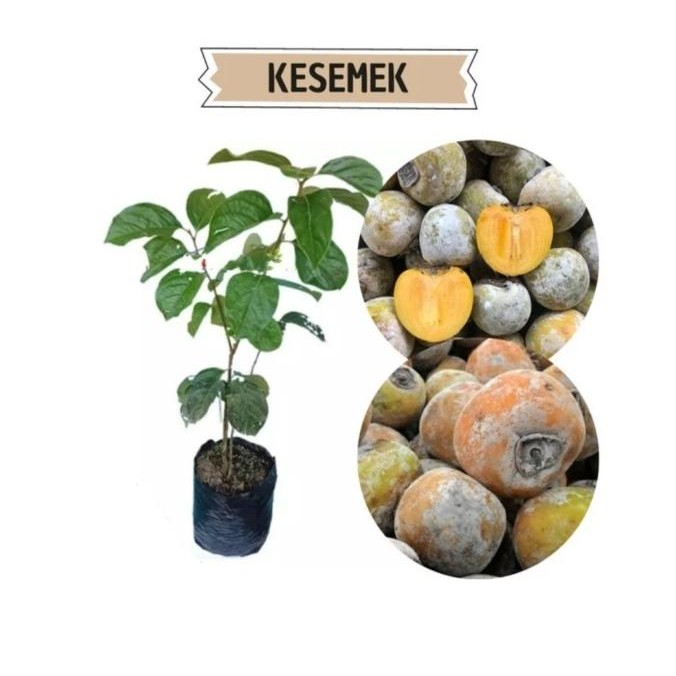 PREMIUM Bibit Tanaman Buah Kesemek-Bibit Pohon Kesemek Super