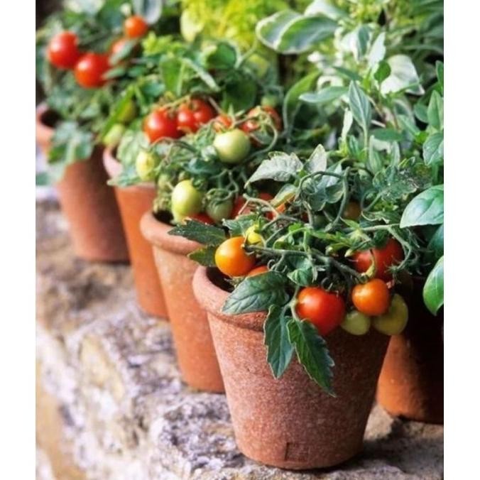 PREMIUM Bibit Tanaman Buah Cherry / Ceri - Cherry Ceri