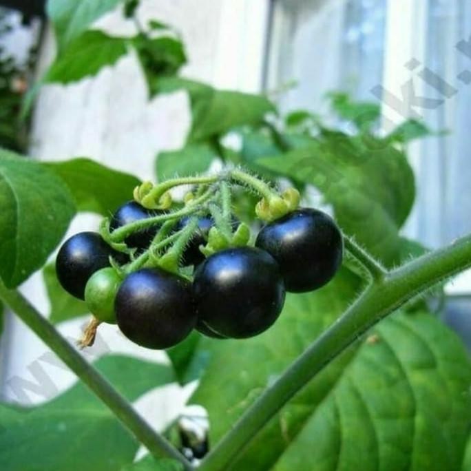 PREMIUM Pohon Leunca/Ranti-Bibit Tanaman Leunca/Buah Ranti SEGAR