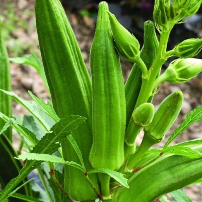 PREMIUM bibit pohon buah okra hij