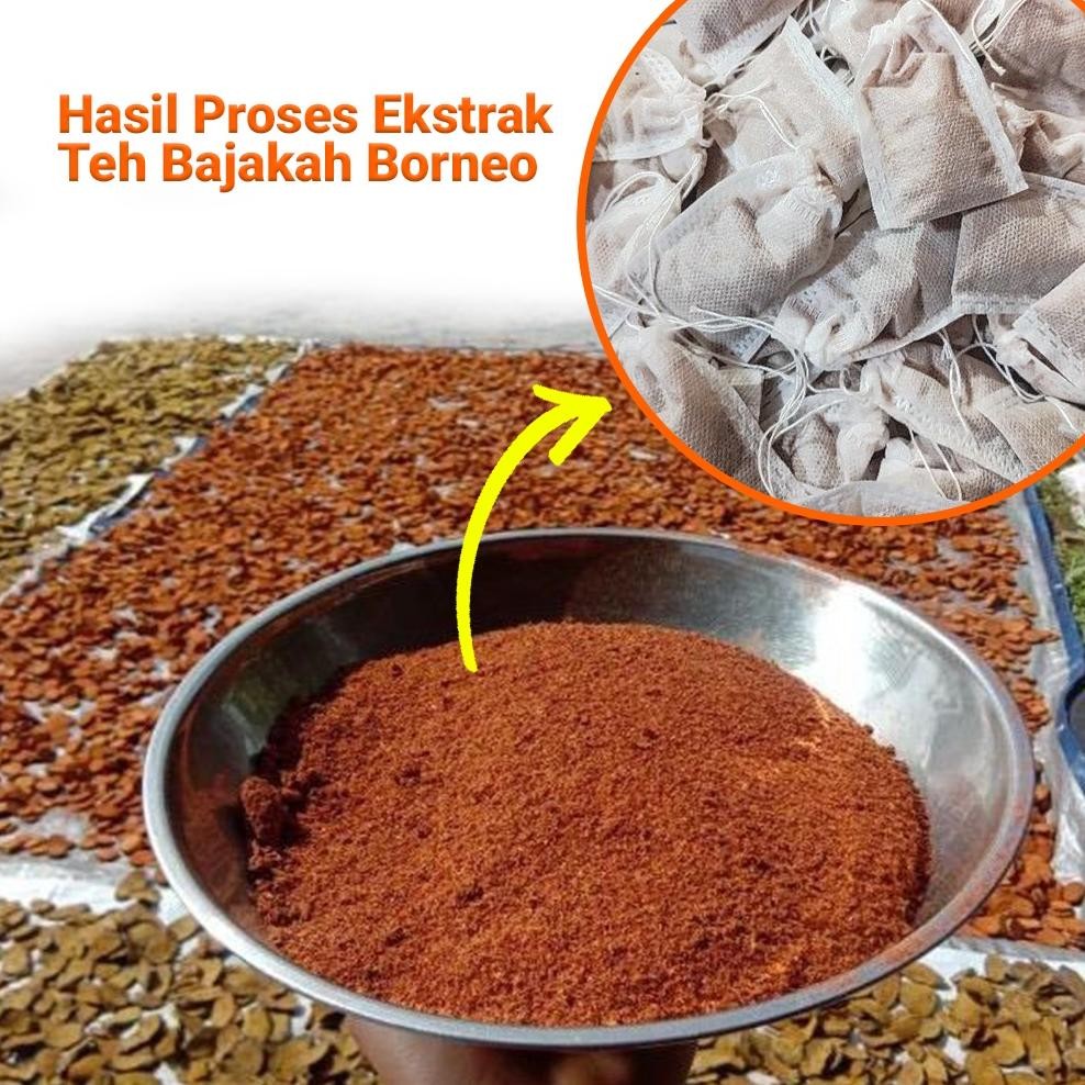 

NLD-1419 [TERLARIS] TEH BAJAKAH ASLI (BELI 2 GRATIS 1) + FREE 5 POTONG, Kualitas Terbaik Akar Bajakah Original Original