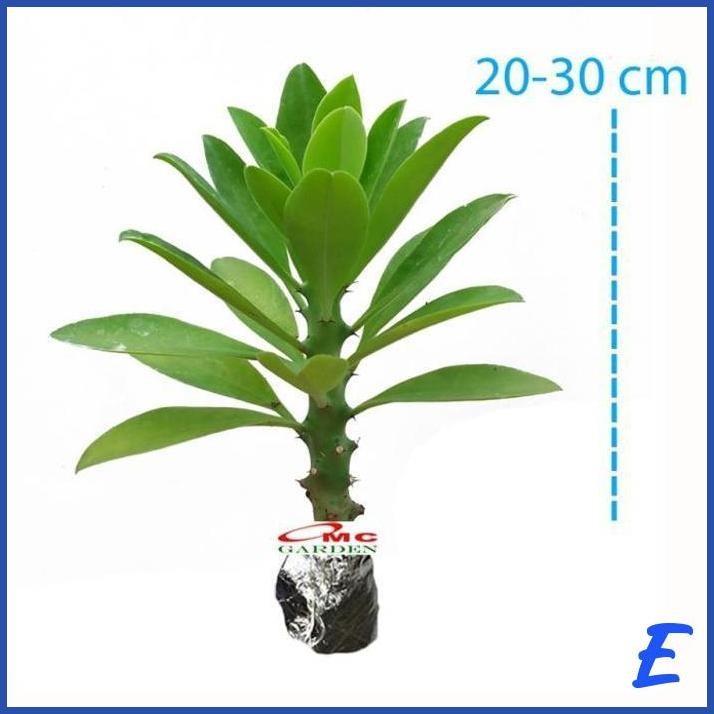 [OMC] BIBIT POHON EUPHORBIA NERIIFOLIA KAKTUS SUKULEN TANAMAN SUDU SUDU 2030