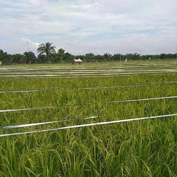 

BERGARANSI TALI PERAK SAWAH PERTANIAN 10 ROLL - PITA PLASTIK SILVER ALAT PENGUSIR BURUNG DI TANAMAN