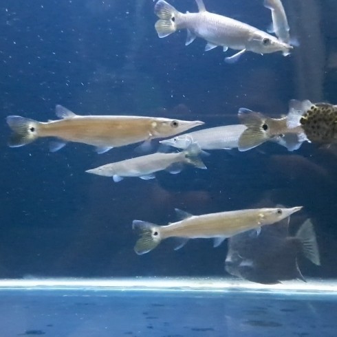 IKAN HIAS "BARRACUDA AIR TAWAR" HUJETA GAR