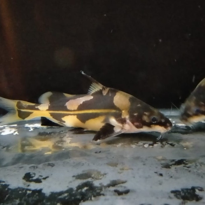 Hiasan Aquarium Ikan Marble Lancer Catfish Tankmate Mantul