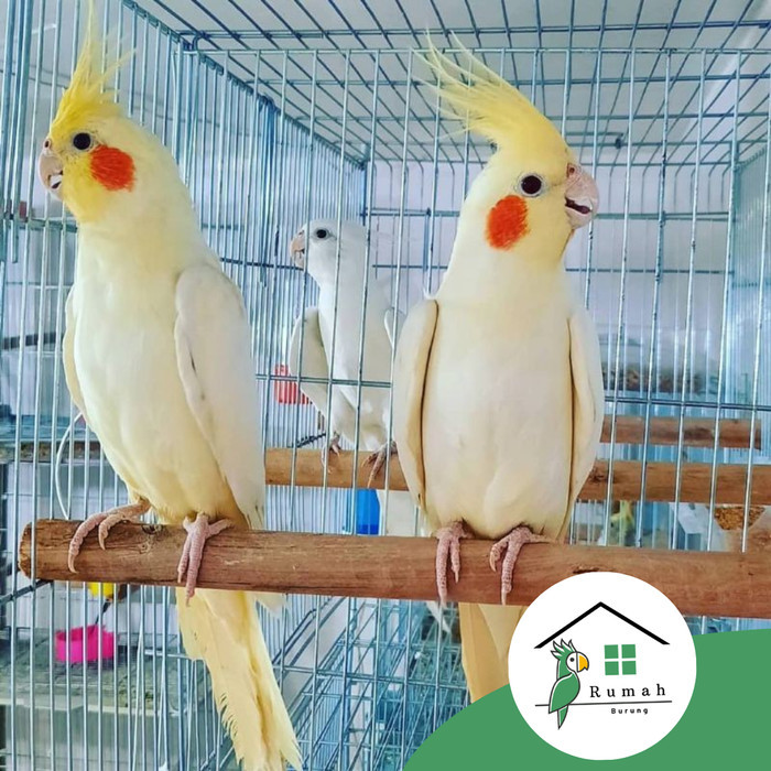 FALK AUSTRALIA LUTINO MATA MERAH 1PSG/ GARANSI TERMURAH KODE 242