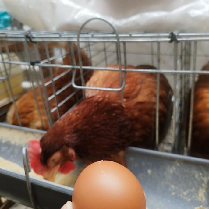 

READY AYAM PETELUR SIAP PRODUKSI SUDAH BERTELUR