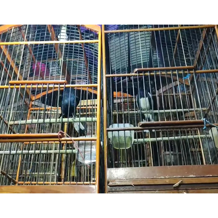 Promo Terbatas Burung Kacer Dada Putih Gacor Ngobra Aman