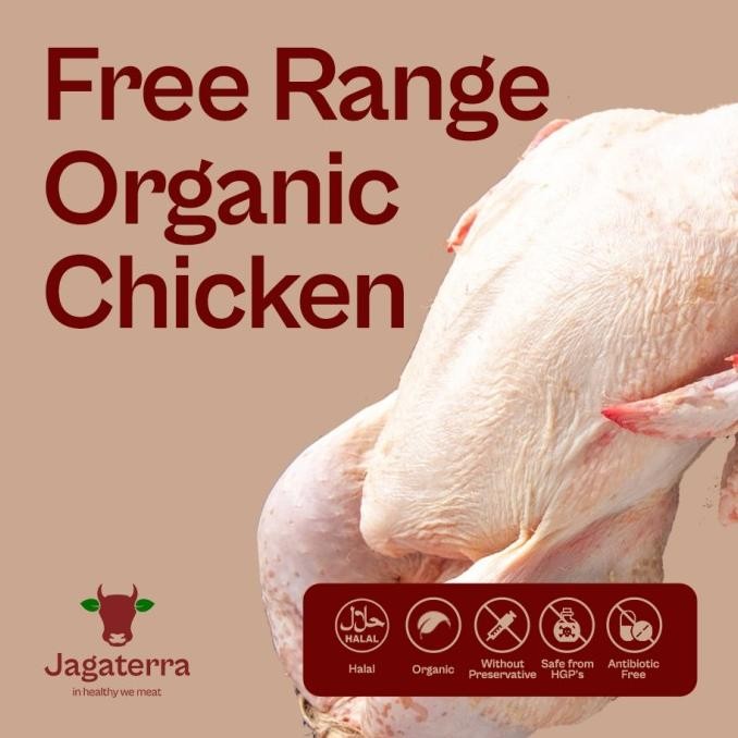 READY PAHA UTUH AYAM KAMPUNG BROCOCK