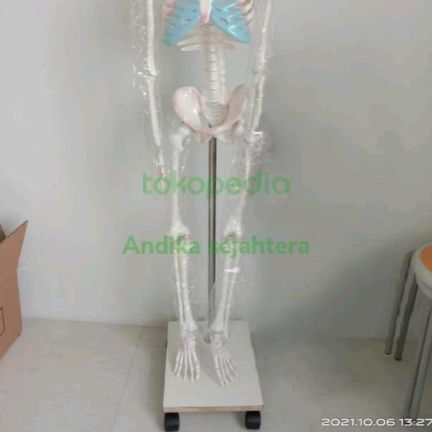 

Kerangka Manusia Dewasa Alat Peraga Pendidikan Tinggi 160Cm