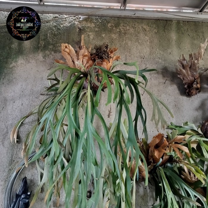 kadaka tanduk rusa jumbo