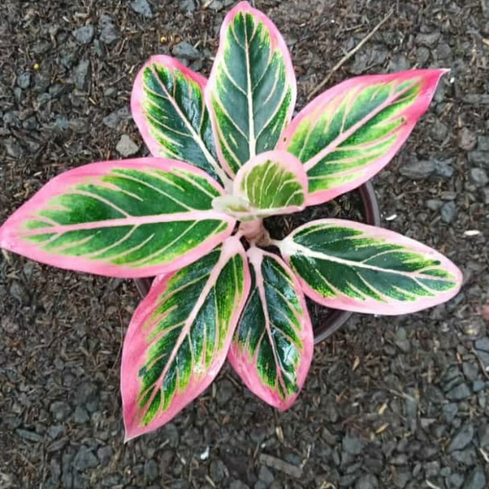 Tanaman Hias Aglonema Lotus Baby Ekonomis ASLI Bukan Lipstik Bukan KW