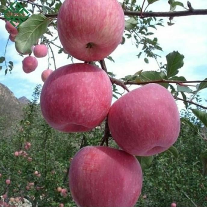 PREMIUM Bibit Tanaman Buah Apel Fuji Import-Bibit Buah Apel Fuji Jepang Super