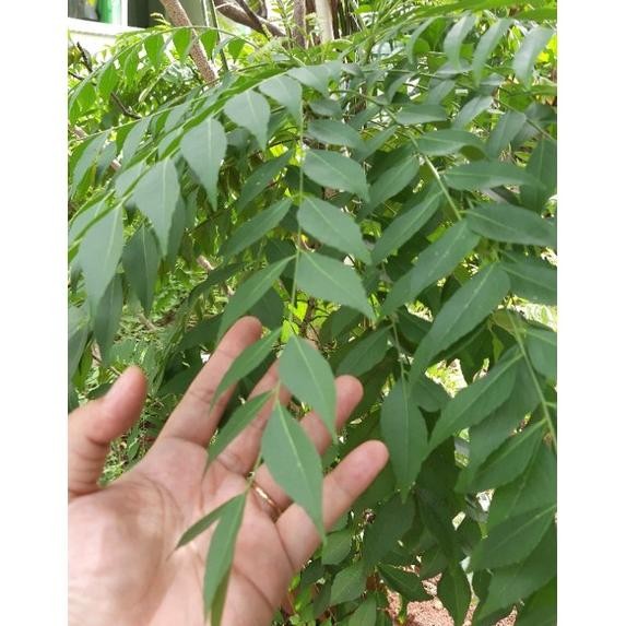 

Terlaris Fresh Daun Salam Koja|Temurui|Daun Kari| 10 Tangkai Segar-Curry Leaves