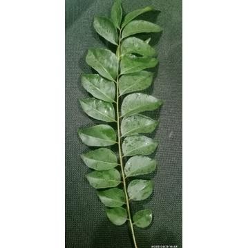 

Terlaris Daun Kari / Salam Koja / Daun Korobelek 5 Tangkai