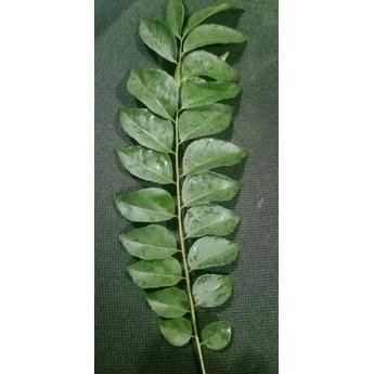 

Terlaris Daun Kari / Salam Koja / Daun Korobelek 5 Tangkai