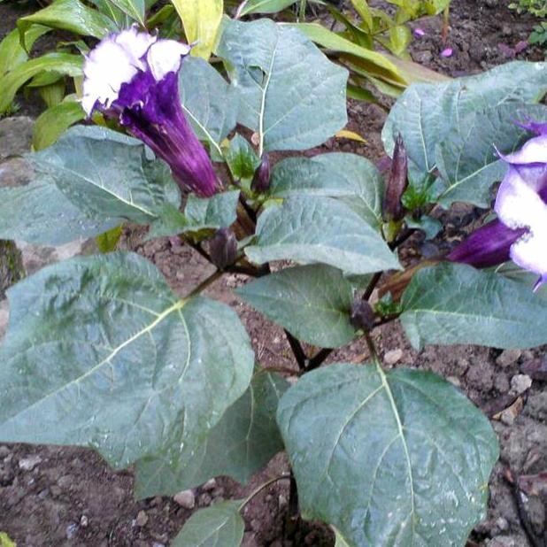 bibit tanaman kecubung ungu PREMIUM