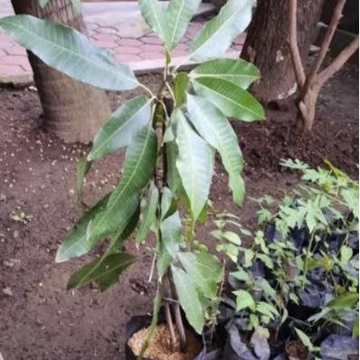 Bibit Tanaman Mangga Manalagi hasil Okulasi//cangkok PREMIUM