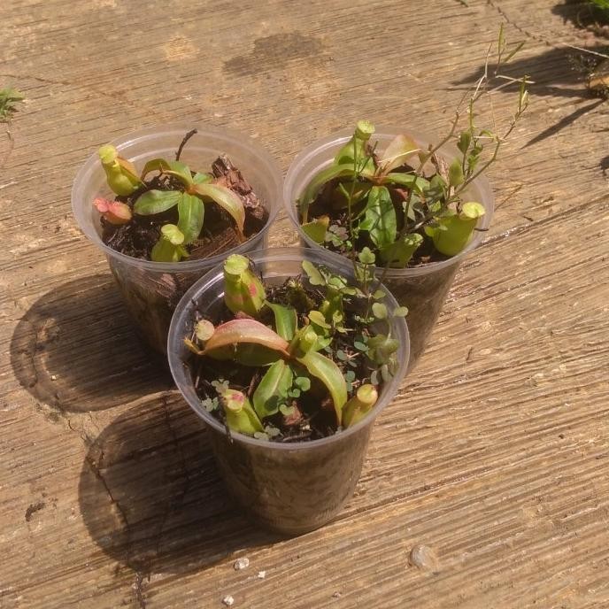 Bibit Tanaman Nepenthes Globosa Hybrid PREMIUM