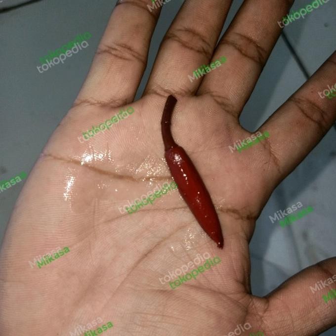 kantil merah asli Terlaris