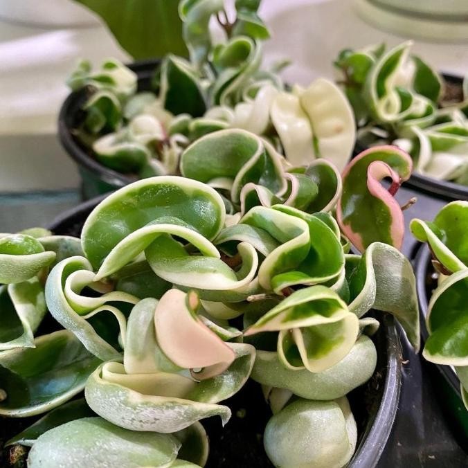 Tanaman hias Hoya compacta varigata - hoya compacta regalis varietaga Terlaris