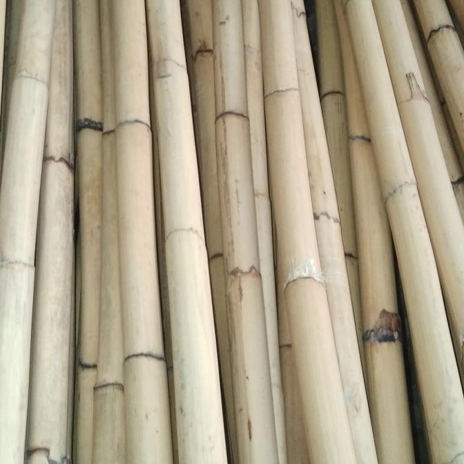 Toya Rotan Manao Kulit Panjang 180Cm  3,5Cm Harga Per Pcs Stok Ready Ribuan Kualitas Eksport Co