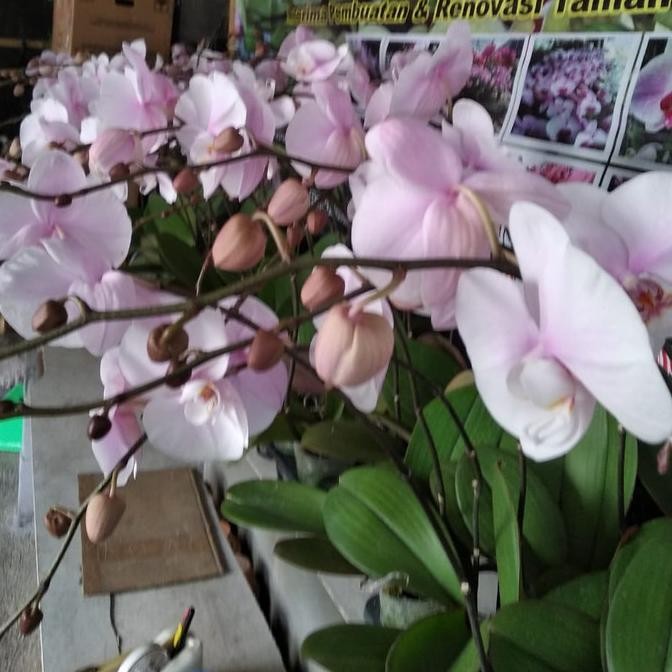 ANGGREK POT | ANGGREK HIDUP | ANGGREK BUNGA | BUNGA ANGGREK Terlaris