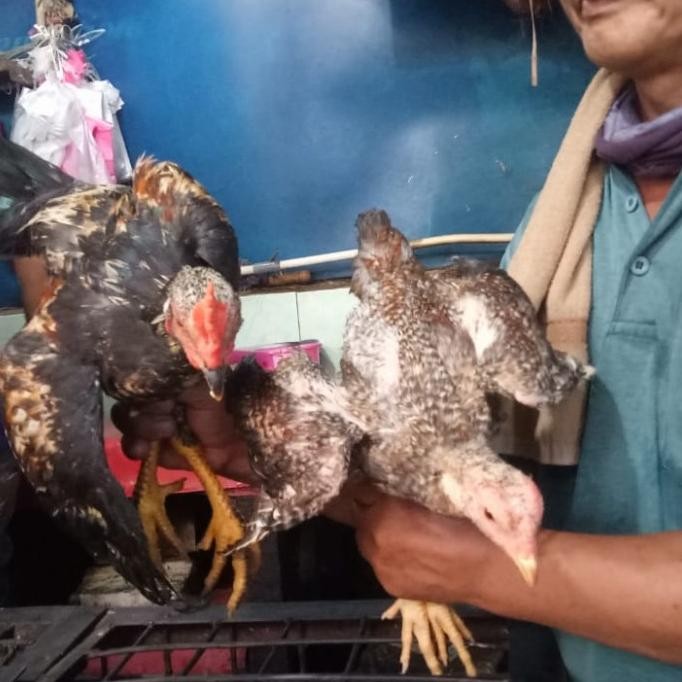 Ayam Kampung Jantan Hidup per Ekor
