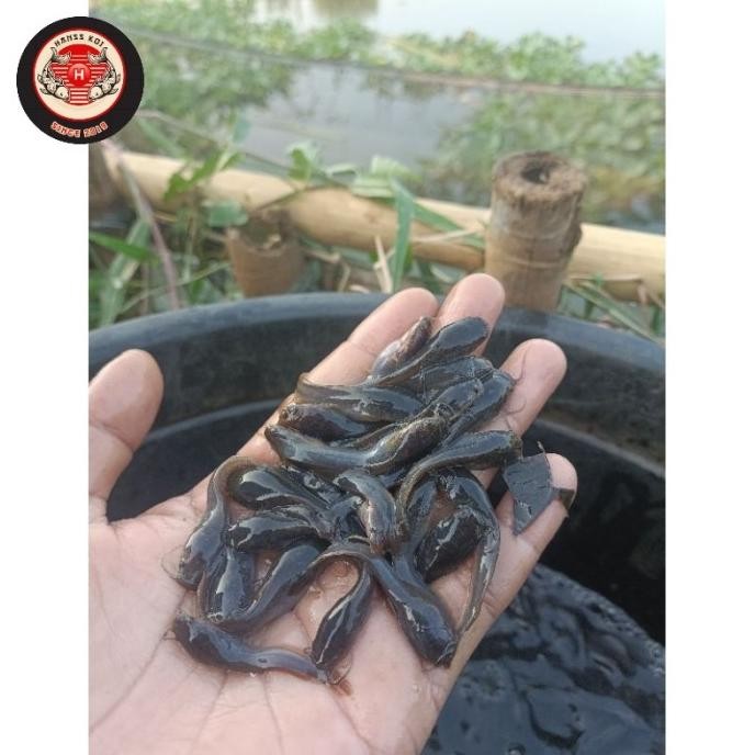 PAKET 1000 EKOR BIBIT LELE SANGKURIANG KHUSUS /