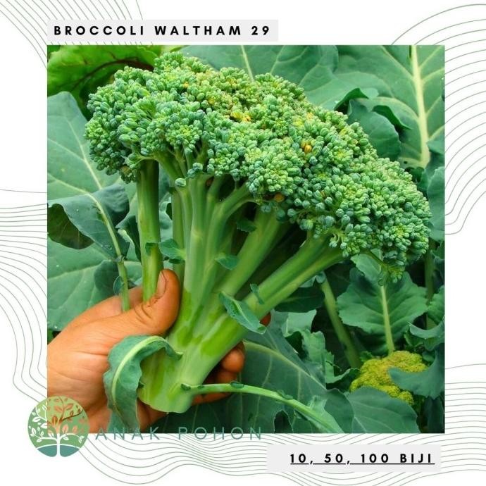 

Benih / Bibit / Biji - Broccoli Waltham 29 Seeds - IMPORT murah