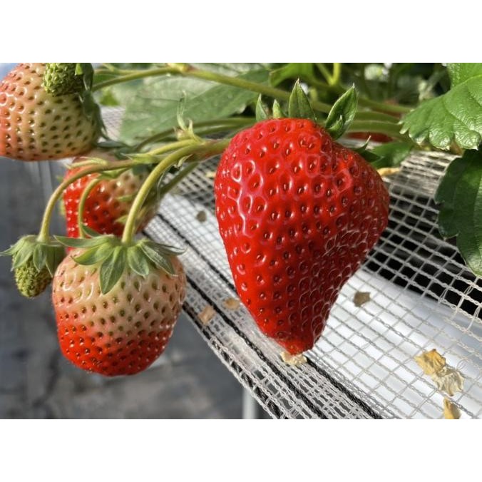Benih Bibit Biji - Buah Strawberry Korea Jumbo Stroberi Merah Seeds murah