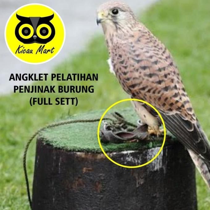 ANKLET CELEPUK TALI BURUNG HANTU ANGKLET CELEPUK KASTREL BIDO ALBA ANG murah