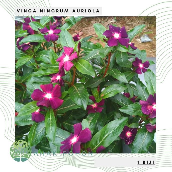 Benih Bibit Biji - Bunga Vinca Sultan Ningrum Auriola Rare Seeds murah