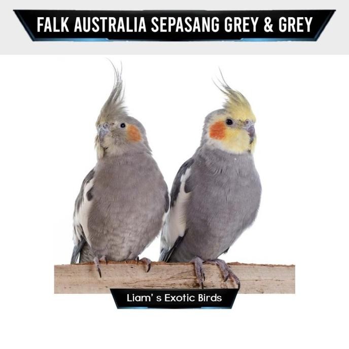 Burung Falk Australia Grey Sepasang murah