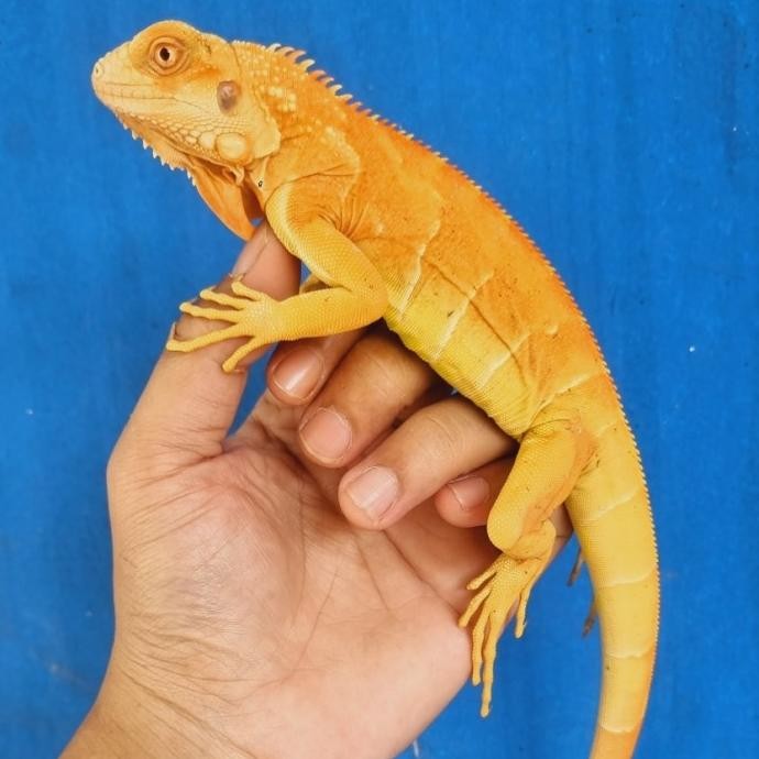 RED ALBINO IGUANA/IGUANA RED ALBINO BABY UP 40cm NOMINUS MULUS