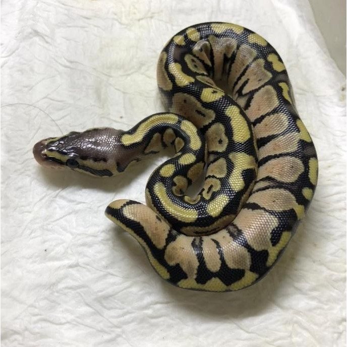 ball python pastel female