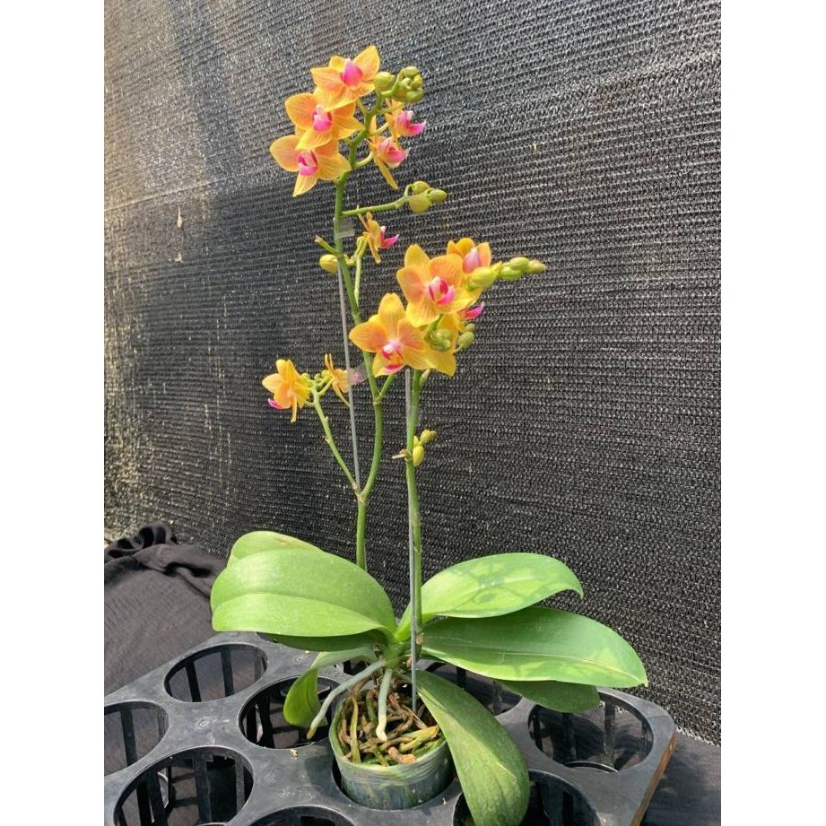 Tanman hias Anggrek Bulan mini sudah berbunga siap tanam