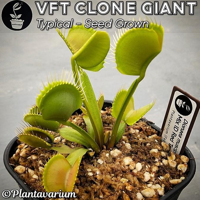 BEBAS ONGKIR - Tanaman Karnivora Venus Flytrap / Venus Fly Trap / VFT Clone Giant