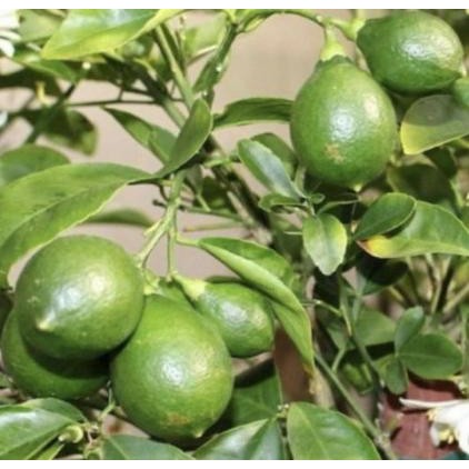 tanaman buah jeruk nipis // Tanaman buah jeruk nipis sudah berbuah