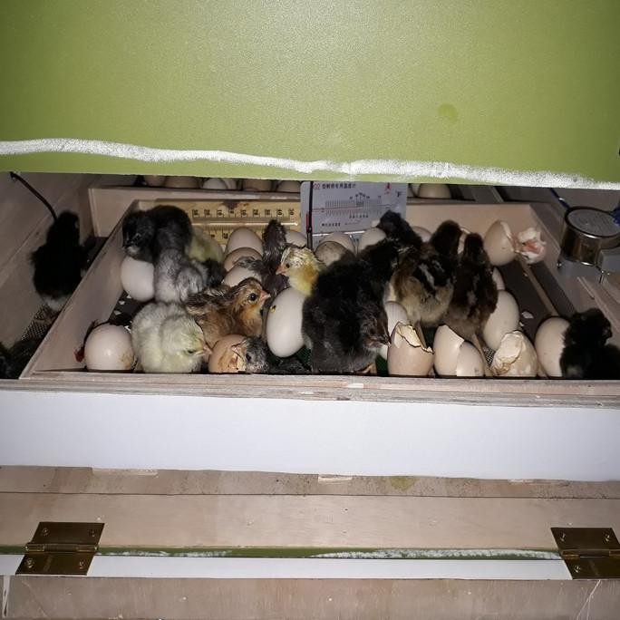 Mesin penetas telur Full otomatis telur ayam burung bebek Mesin tetas murah