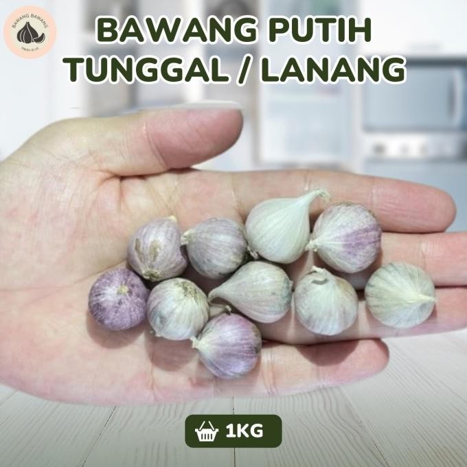 

Bawang Putih Tunggal Lanang Besar 1KG [terbaik]