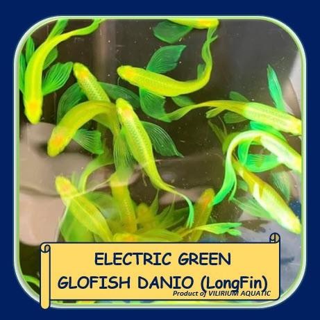 Murah IKAN HIAS AIR TAWAR - ELECTRIC GREEN DANIO LONGFIN / DANIO HIJAU SLAYER / ZEBRA HIJAU SLAYER N