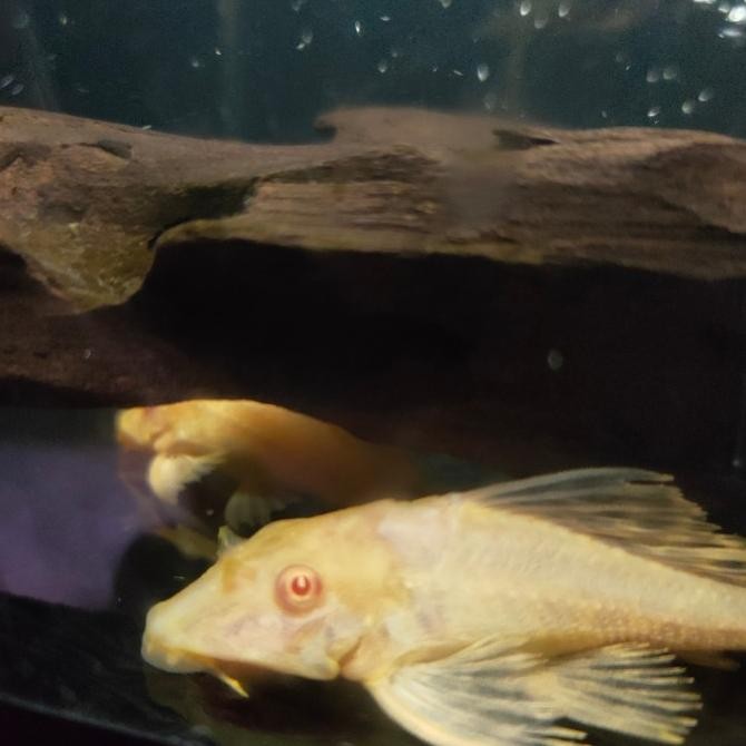 Murah Ikan Hias Gibiceps Bloody Eye Pleco L083 RedEye Albino Baby Non COD