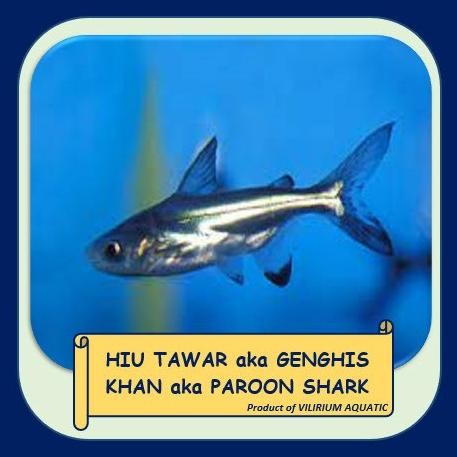 Murah IKAN HIAS AIR TAWAR - GENGHIS KHAN / HIU AIR TAWAR (6cm) Non COD