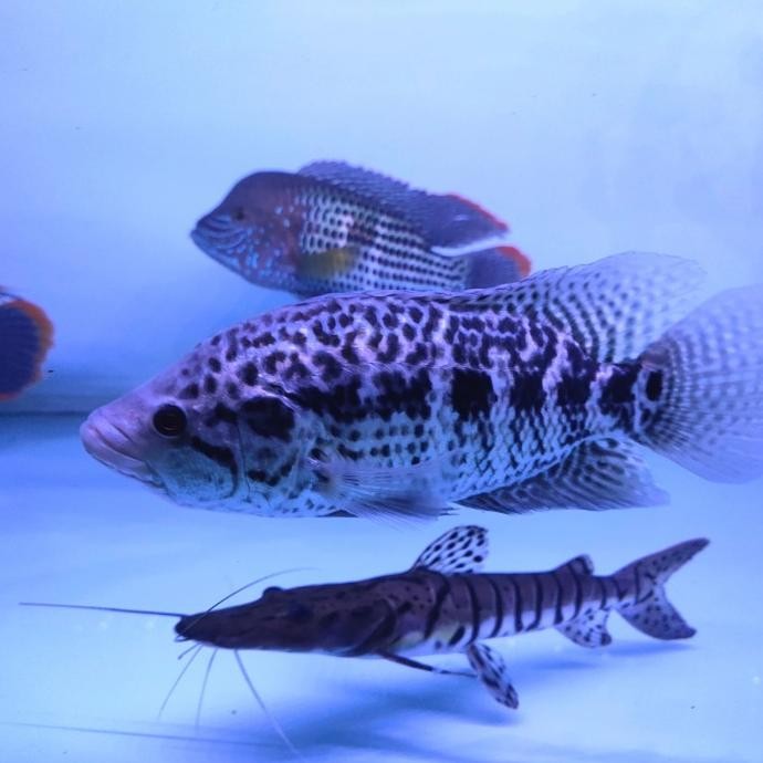 Murah IKAN HIAS IKAN JAGUAR CICHLID TANKMATE IKAN DATZ Non COD